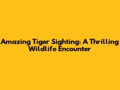 Amazing Tiger Sighting: A Thrilling Wildlife Encounter