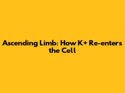 Ascending Limb: How K+ Re-enters the Cell