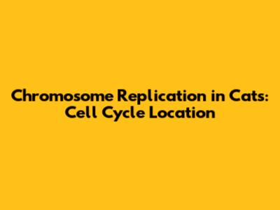Chromosome Replication in Cats: Cell Cycle Location