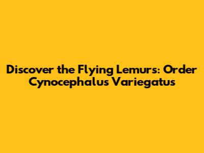 Discover the Flying Lemurs: Order Cynocephalus Variegatus