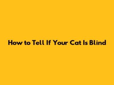 How to Tell If Your Cat Is Blind