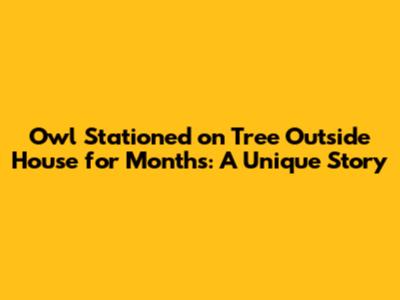 Owl Stationed on Tree Outside House for Months: A Unique Story