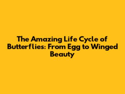 The Amazing Life Cycle of Butterflies: From Egg to Winged Beauty