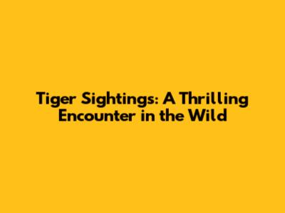 Tiger Sightings: A Thrilling Encounter in the Wild