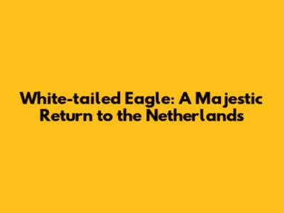 White-tailed Eagle: A Majestic Return to the Netherlands